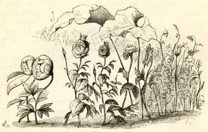 Цветы маленькой Иды (Сказка Андерсена), картинка