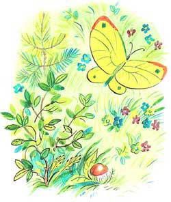 Бабочка (Сказка Сутеева В.Г.), картинка