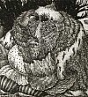 Звериный царь (Сказка Толстого А.Н.), картинка