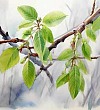 Ореховые дымки - Пришвин