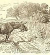 Судьба репейника (Сказка Андерсена), картинка