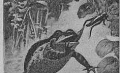 Жаба (Сказка Андерсена), картинка