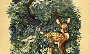 Большие и маленькие - Чарушин