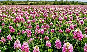 Погружался я в море клевера - Блок
