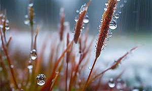 Прощание с летом - Паустовский, картинка