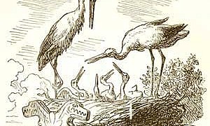 Дочь болотного царя (Сказка Андерсена), картинка