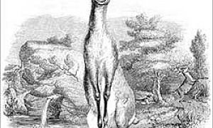 Олень - басня Льва Толстого