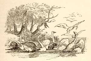 Лебединое гнездо (Сказка Андерсена), картинка