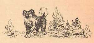 Бешеный бельчонок - Бианки