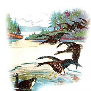 На великом морском пути (Сказка Бианки В.В.), рис.2