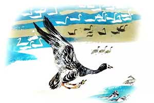 На великом морском пути (Сказка Бианки В.В.), картинка