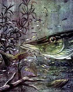 Рыбий дом (Сказка Бианки В.В.), рис.24