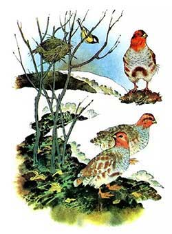 Синичкин календарь (Сказка Бианки В.В.), рис.10 Синичкин календарь (Сказка Бианки В.В.), рис.10