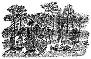 Тайна ночного леса - Бианки