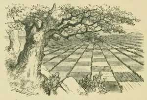 Алиса в зазеркалье - Льюис Кэрролл, рис.11