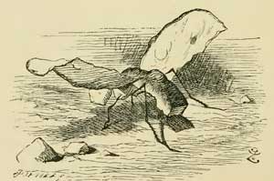 Алиса в зазеркалье - Льюис Кэрролл, рис.16