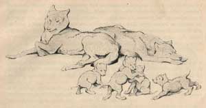 Братья Маугли - Книга джунглей (Сказка Киплинга Р.Д.), картинка