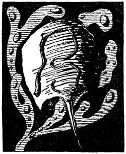 Морской краб, который играл с морем (Сказка Киплинга Р.Д.), картинка