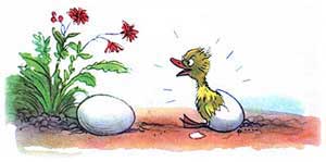 Цыплёнок и утёнок (Сказка Сутеева В.Г.), картинка
