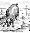 Хавронья - Ушинский К.Д.