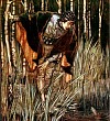 Белая змея - Гримм, картинка