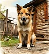Дружище Тобик - Паустовский, картинка