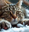 Первый снег - Аким