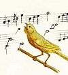 Музыкальная канарейка - Бианки