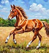 Жеребенок  - Черный
