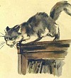 Как поссорились кошка с собакой - Пришвин, картинка