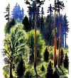 В лесу летом - Ушинский К.Д.