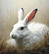 Беляк - Пришвин
