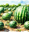 Арбуз - Басня Михалкова