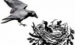 Ворон и воронята (Сказка Толстого Л.Н.), картинка