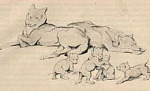 Братья Маугли - Книга джунглей (Сказка Киплинга Р.Д.), картинка