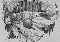 Улитка и розовый куст (Сказка Андерсена), картинка