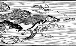 Камбала-рыба - Гримм, картинка