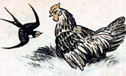 Курица и ласточка (Сказка Толстого Л.Н.), картинка