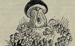 Война грибов - Толстой А.Н., картинка