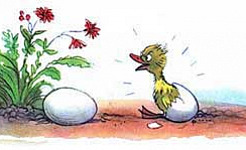 Цыплёнок и утёнок (Сказка Сутеева В.Г.), картинка
