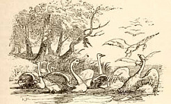 Лебединое гнездо (Сказка Андерсена), картинка