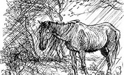 Лиса и лошадь - Гримм, картинка