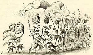 Цветы маленькой Иды (Сказка Андерсена), картинка