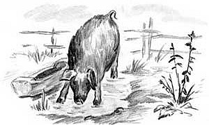 Хавронья - Ушинский К.Д.