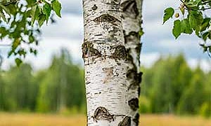 Люблю берёзку русскую - Прокофьев