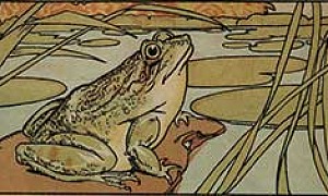Лягушка-путешественница