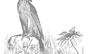 Орел и пчела - Басня Крылова