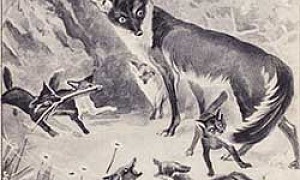 Домино Домино - Сетон-Томпсон, картинка