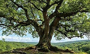 Листы и Корни - Басня Крылова