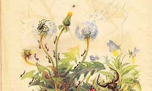 Паучок-пилот (Сказка Бианки В.В.), картинка